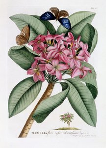 Plumeria, c.1749 (ručně kolorovaná rytina)